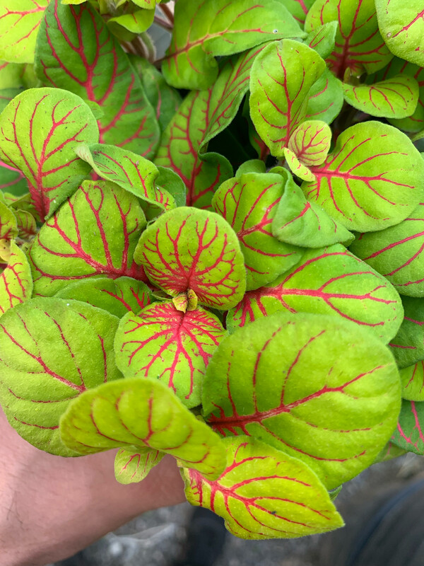 Fittonia &#39;Bubble Green&#39; - vaso Ø8.5 cm