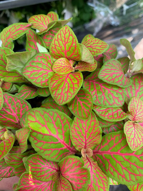 Fittonia 'Skeleton' - vaso Ø12 cm
