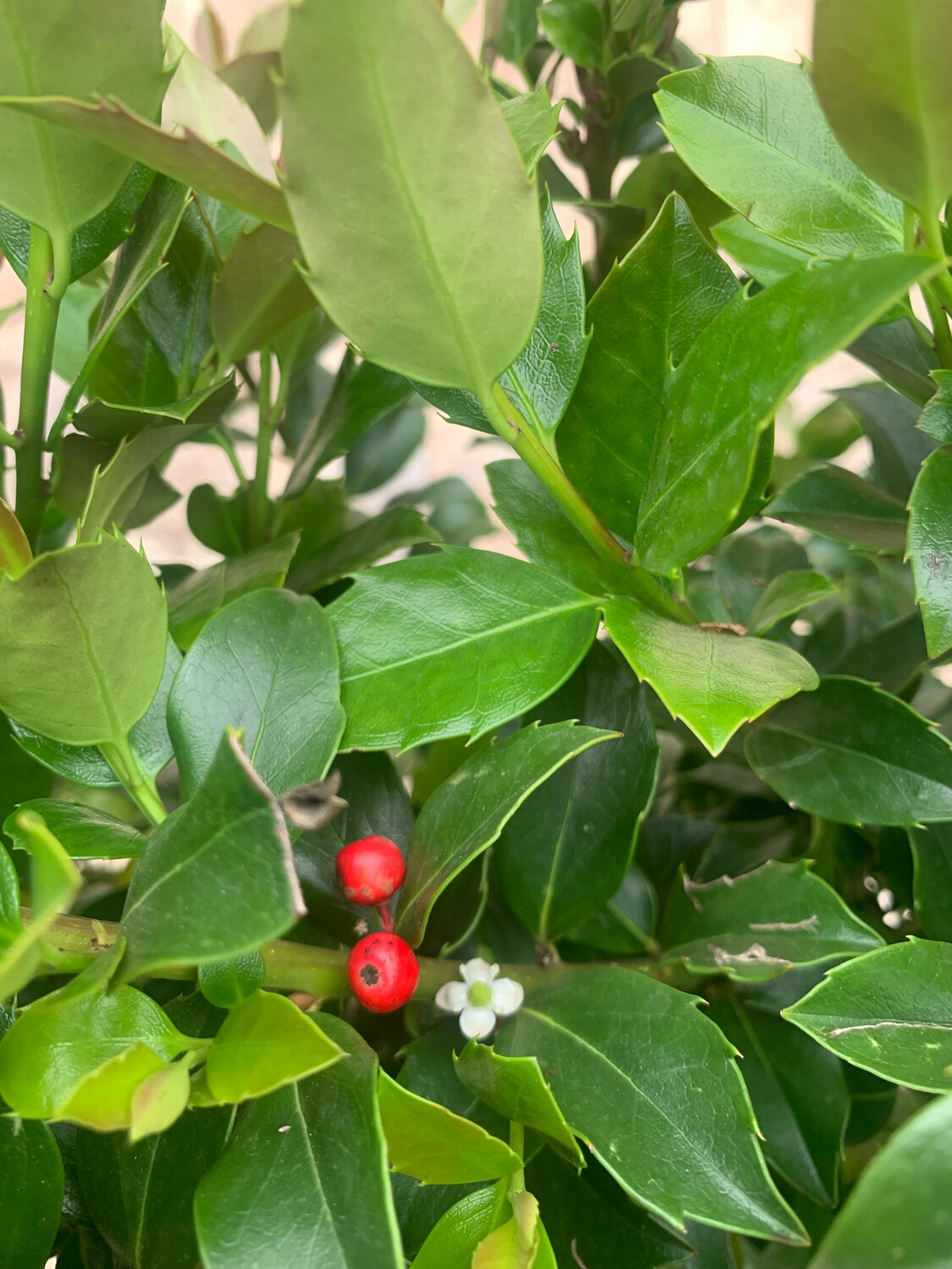 Ilex Aquifolium Blue Maid, Agrifoglio/Albero- vaso Ø 22cm, image size:1125x1500