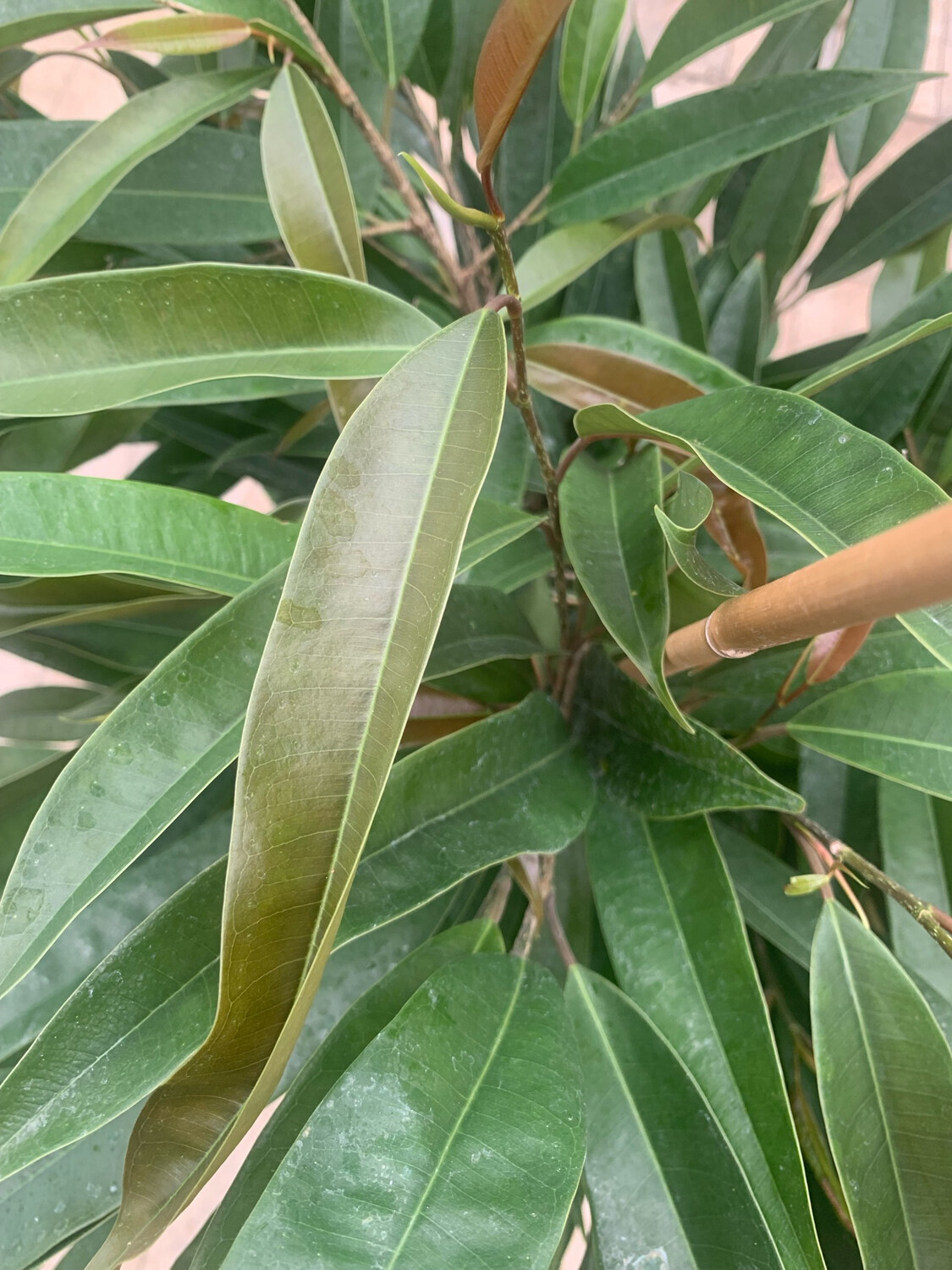 Ficus binnendijkii &#39;Amstel King&#39; - vaso Ø21 cm, h 100 cm