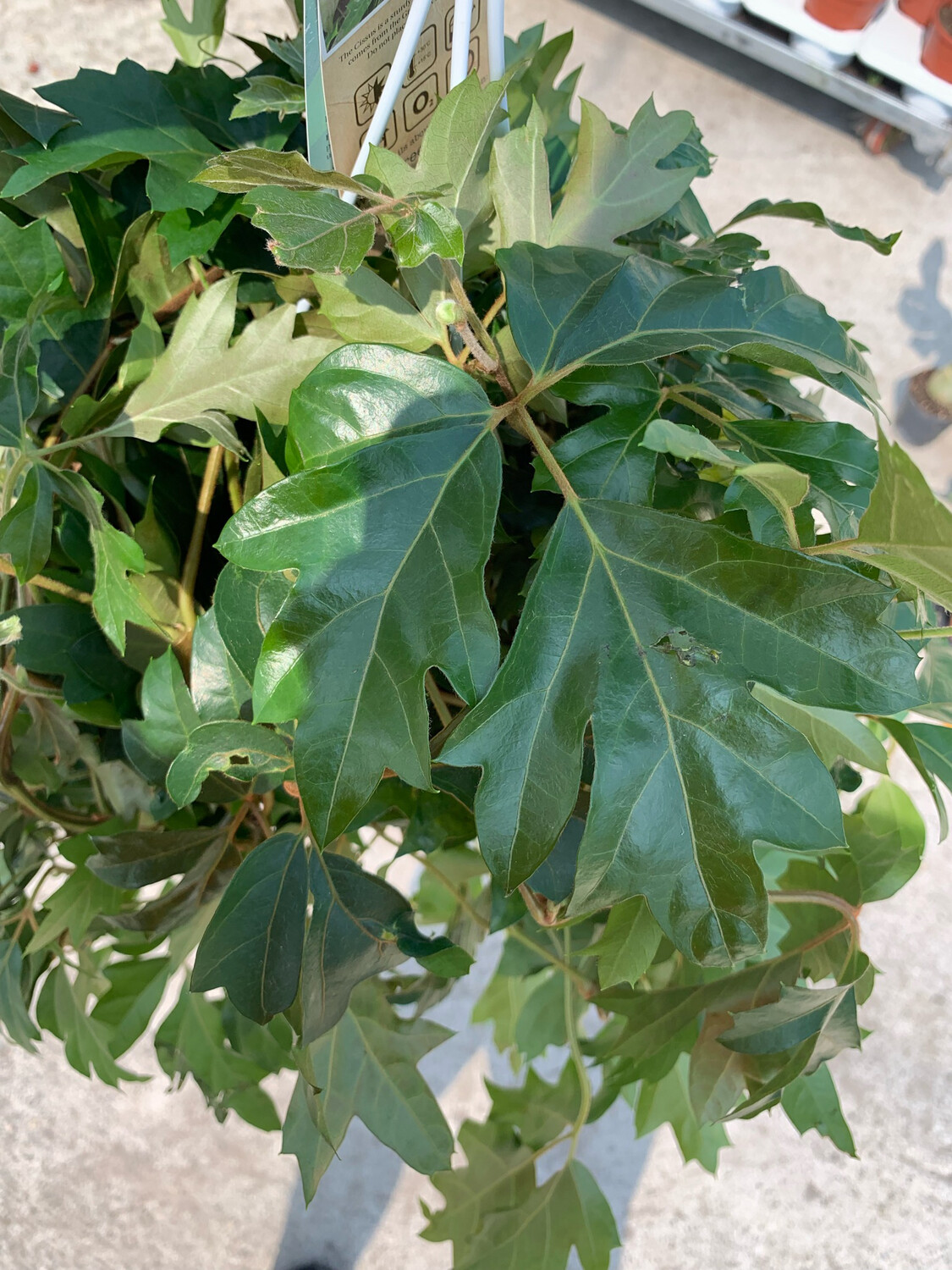 Cissus rhombifolia ' Ellen Danica ' - basket Ø17 cm