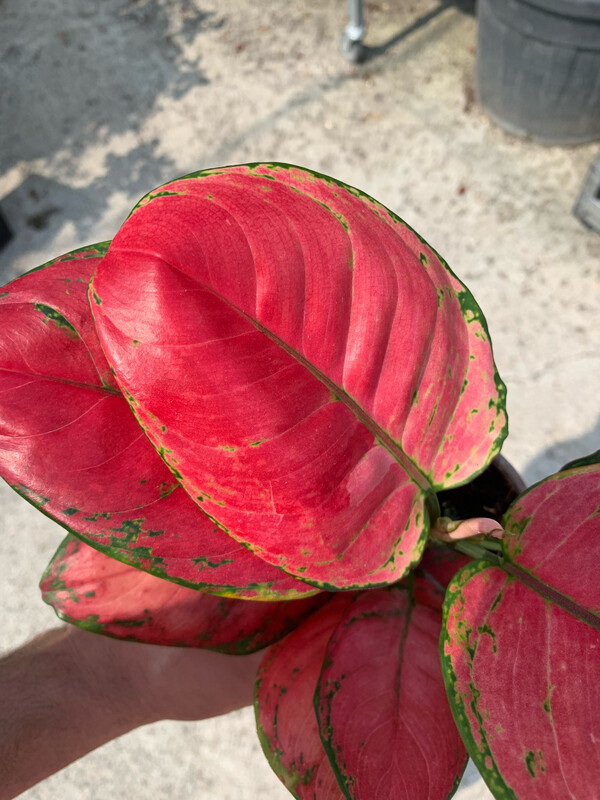 Aglaonema Sun Star, Aglaonema Stella Solare - vaso Ø12 cm