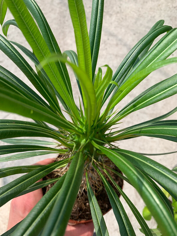 Pachypodium lamerei, Palma del Madagascar - vaso Ø13 cm Pachypodium lamerei, Palma del Madagascar - vaso Ø13 cm