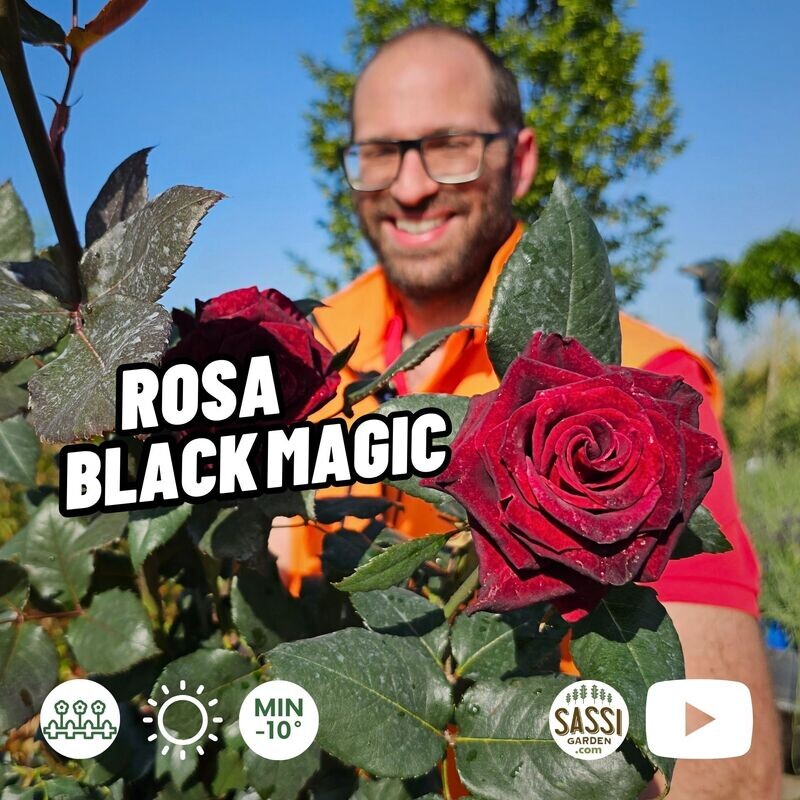 Rosa Black Magic, Rose grandi fiori Tantau - vaso Ø22 cm