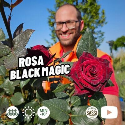 ROSA BLACK MAGIC, ROSE GRANDI FIORI TANTAU - vaso Ø24 cm