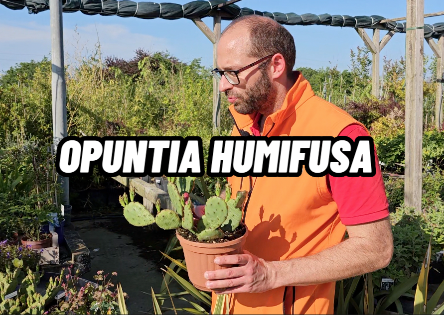 Opuntia Humifusa, Fico d'India Nano - vaso Ø18 cm