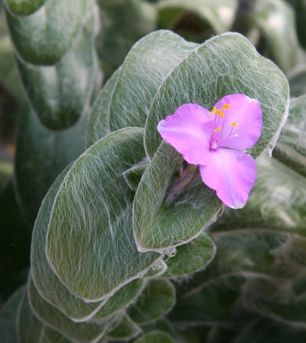 Tradescantia Sillamontana, Pianta di Velluto, Tradescanzia - vaso Ø18 cm
