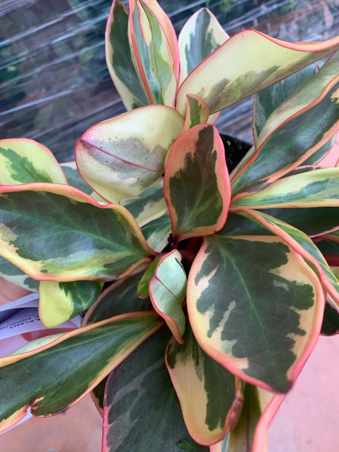 Peperomia obtusifolia &#39; Ginny &#39;  - vaso Ø17 cm