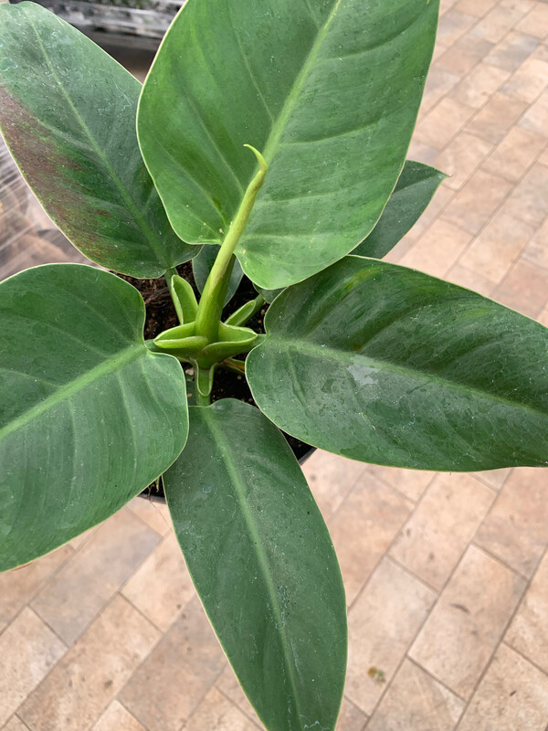Philodendron Erubescens 'Imperial Green', Filodendro - vaso Ø18 cm
