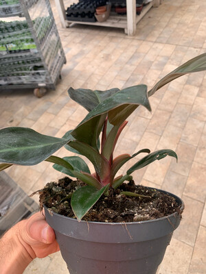 Philodendron erubescens 'Imperial Red - Filodendro - ciotola 17
