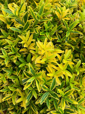 Evonimo Euonymus Microphyllus Aurea vaso 24