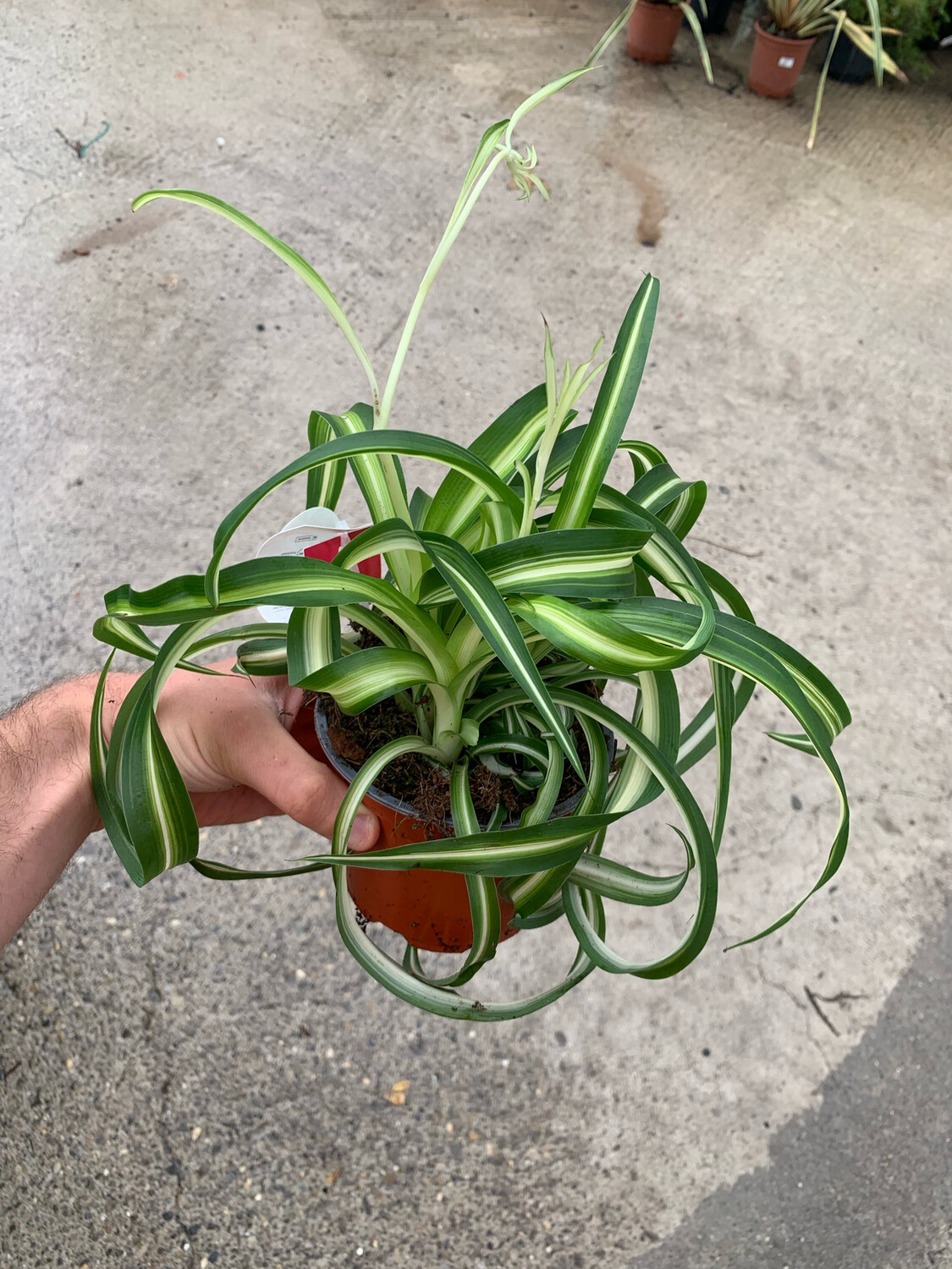 Chlorophytum comosum &#39;Bonnie&#39;, Pianta Ragno, Falangio - vaso Ø12 cm