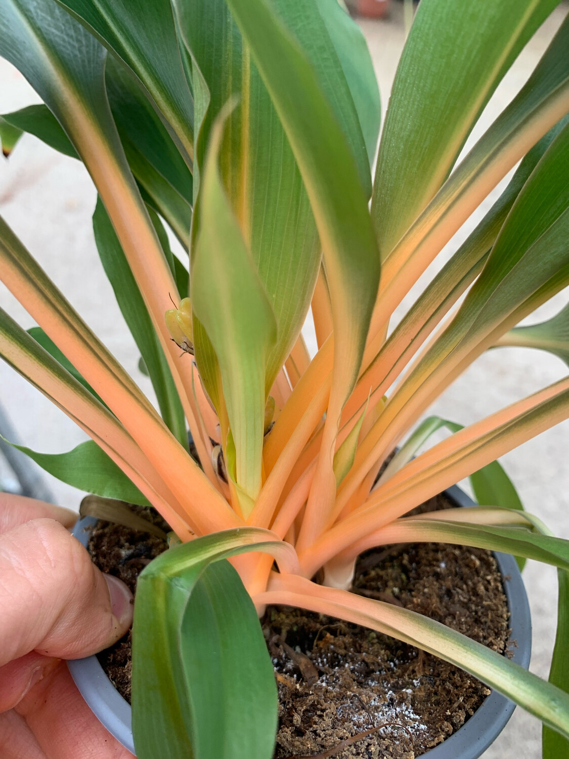 Chlorophytum Orchidastrum &#39;Fire Flash&#39;, Pianta Ragno, Falangio - vaso Ø12 cm