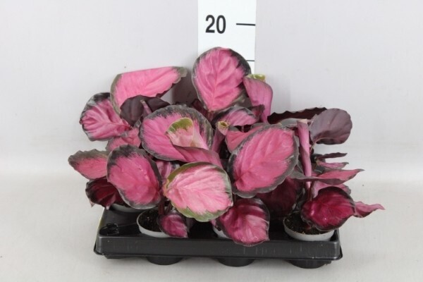 Calathea roseopicta ' Rosey ' - vaso 6