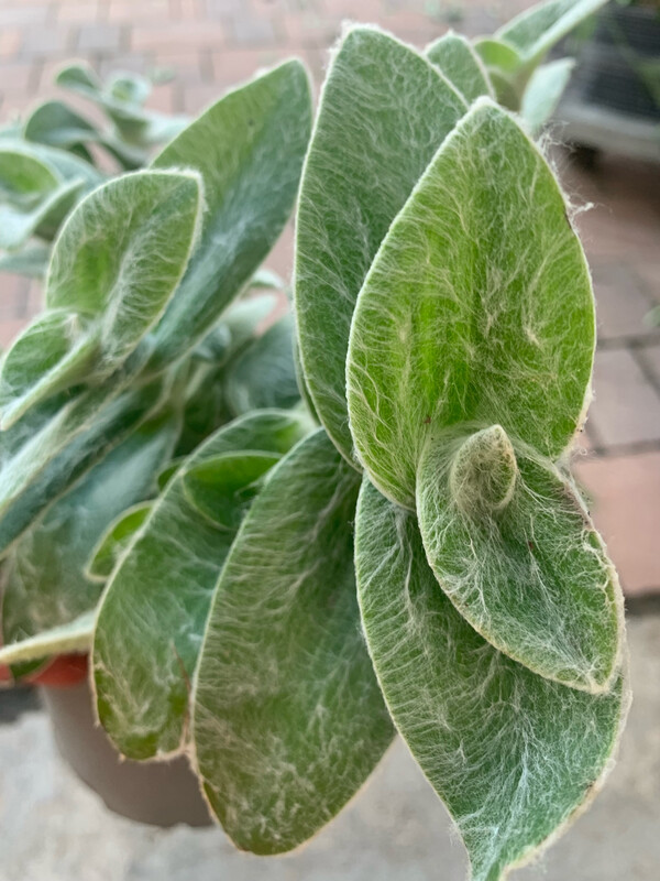 Tradescantia Sillamontana, Pianta di Velluto, Tradescanzia - vaso Ø18 cm