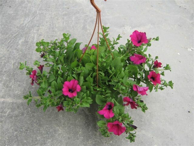 Surfinia, Petunia - basket Ø20 cm Surfinia, Petunia - basket Ø20 cm