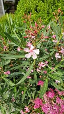Oleandro, Nerium Oleander - vaso Ø18 cm