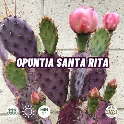 Opuntia Santa Rita - vaso Ø10 cm