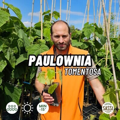 Paulownia Tomentosa, Pawlonia, Paulonia, Albero dei fazzoletti, Albero imperiale - vaso quadrato 9x9x9, h 40 cm