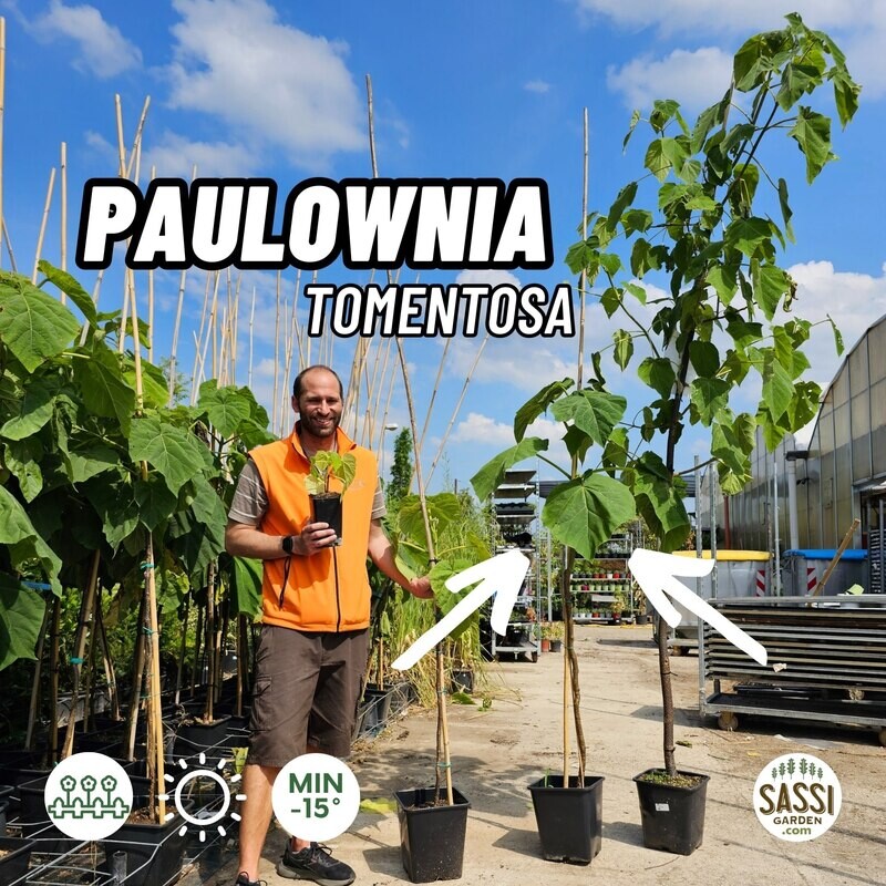 Paulownia Tomentosa LIGNIFICATA, Pawlonia, Paulonia, Albero dei fazzoletti, Albero imperiale - vaso Ø24 cm, h 150-160 cm