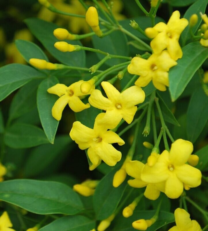 Gelsomino - Jasminum humile Revolutum - Jasminum reevesii - vaso Ø24 cm, h 150 cm Montec