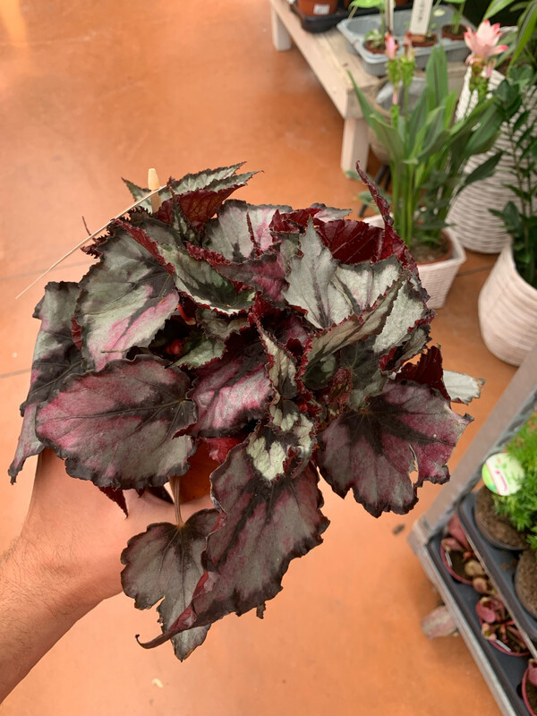 Begonia Beleaf  &#39;Magma&#39; - vaso Ø12 cm