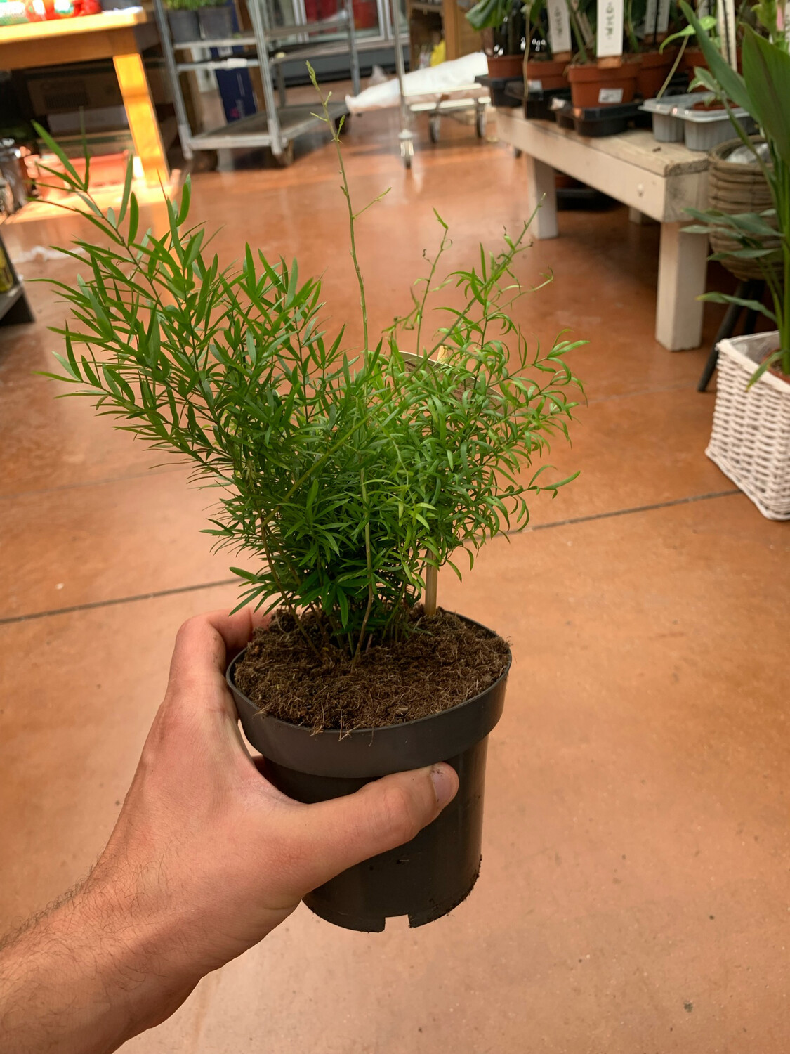 Asparagus densiflorus &#39;Cwebe&#39; - vaso 12