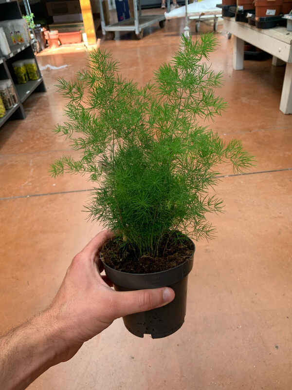 Asparagus umbellatus  - vaso Ø12 cm