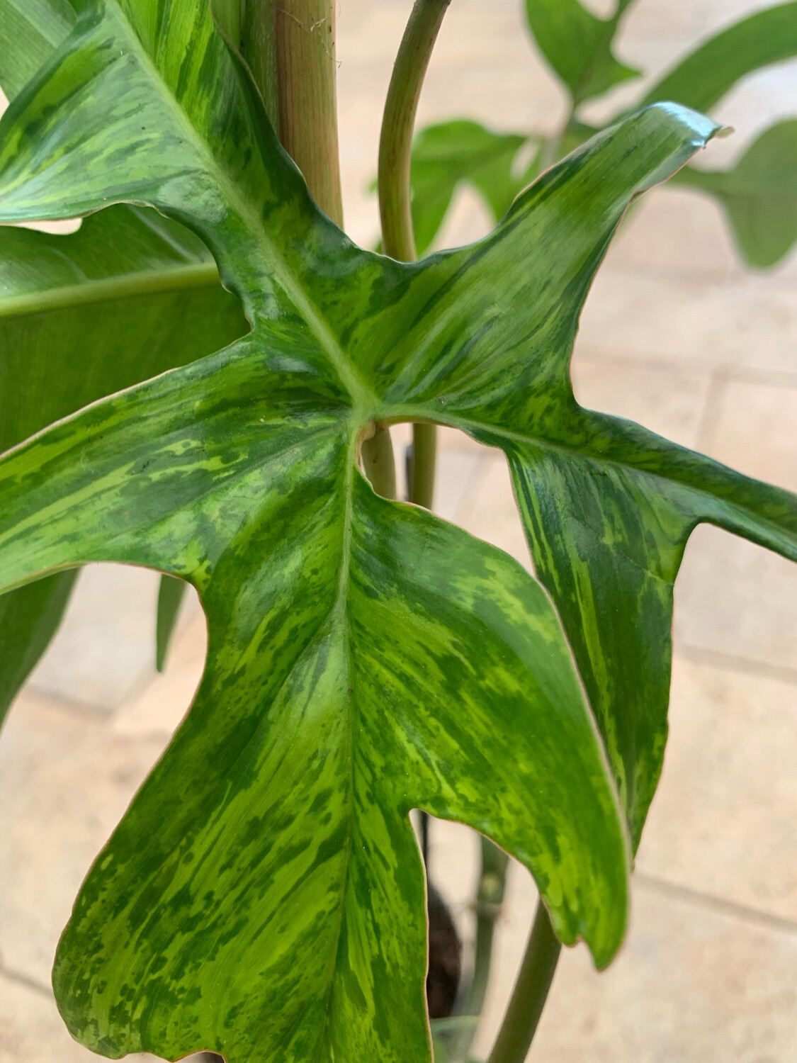 Philodendron Glad Hands Beauty, Filodendro - vaso Ø12 cm