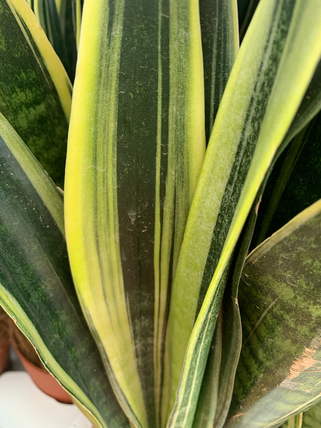 Sanseveria, ecco come curarla: il consiglio del giardiniere