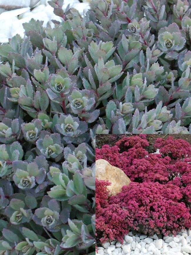 Sedum &#39;Sunsparkler Dazzle Berry&#39; - vaso Ø14 cm