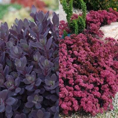 Sedum &#39;Sunsparkler Plum Dazzled&#39; - vaso Ø14 cm