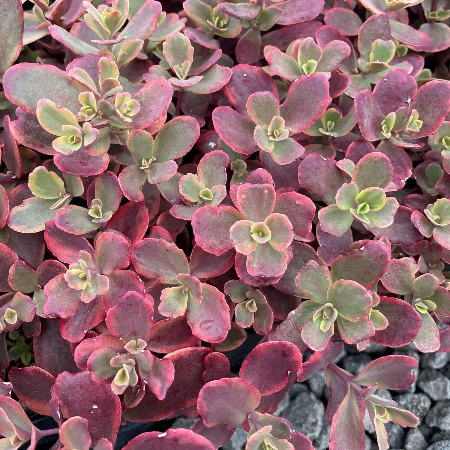 Sedum &#39;Sunsparkler Wildfire&#39; - vaso Ø14 cm
