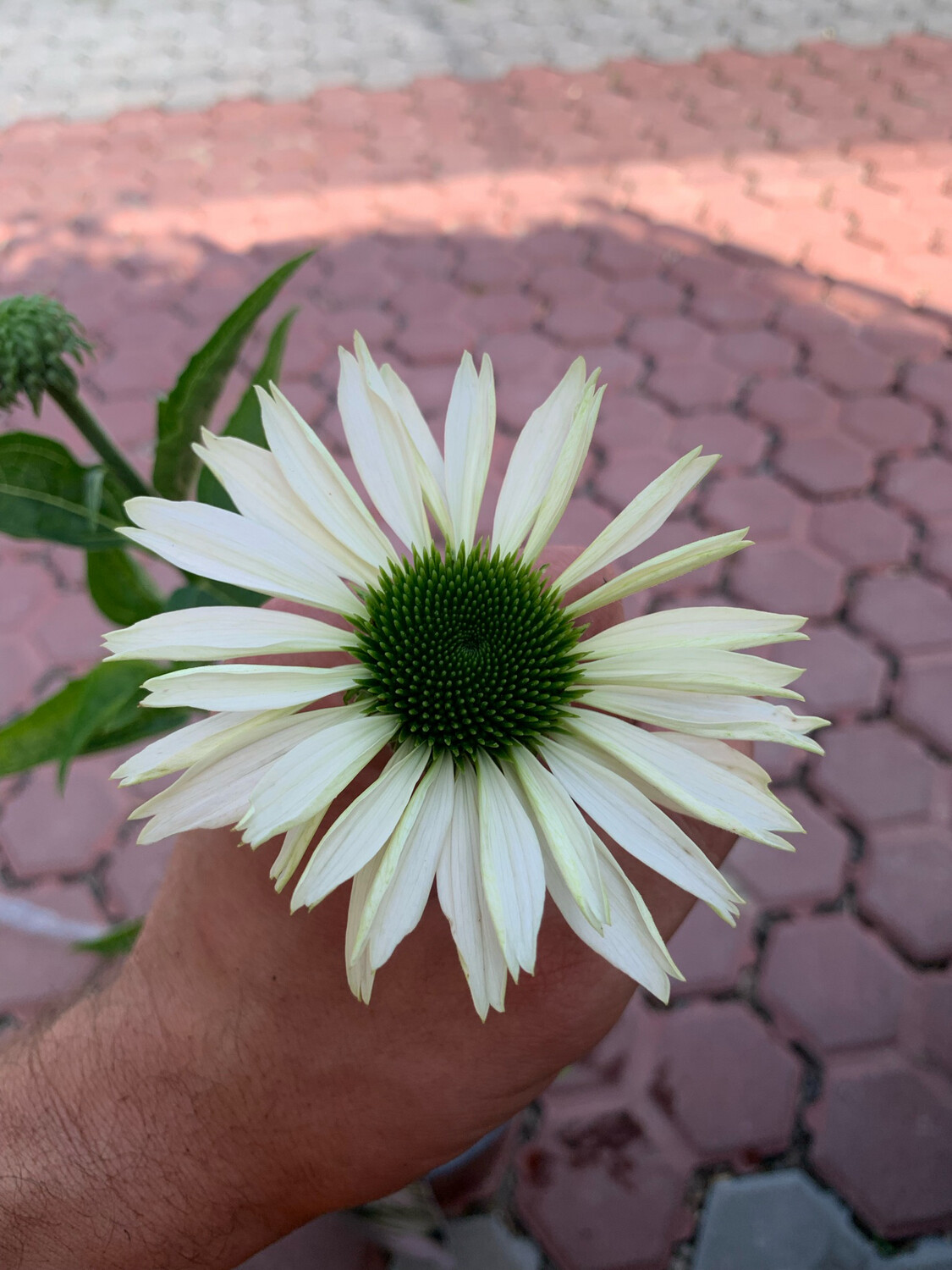 Echinacea purpurea &#39;Virgin&#39; - vaso Ø 17cm
