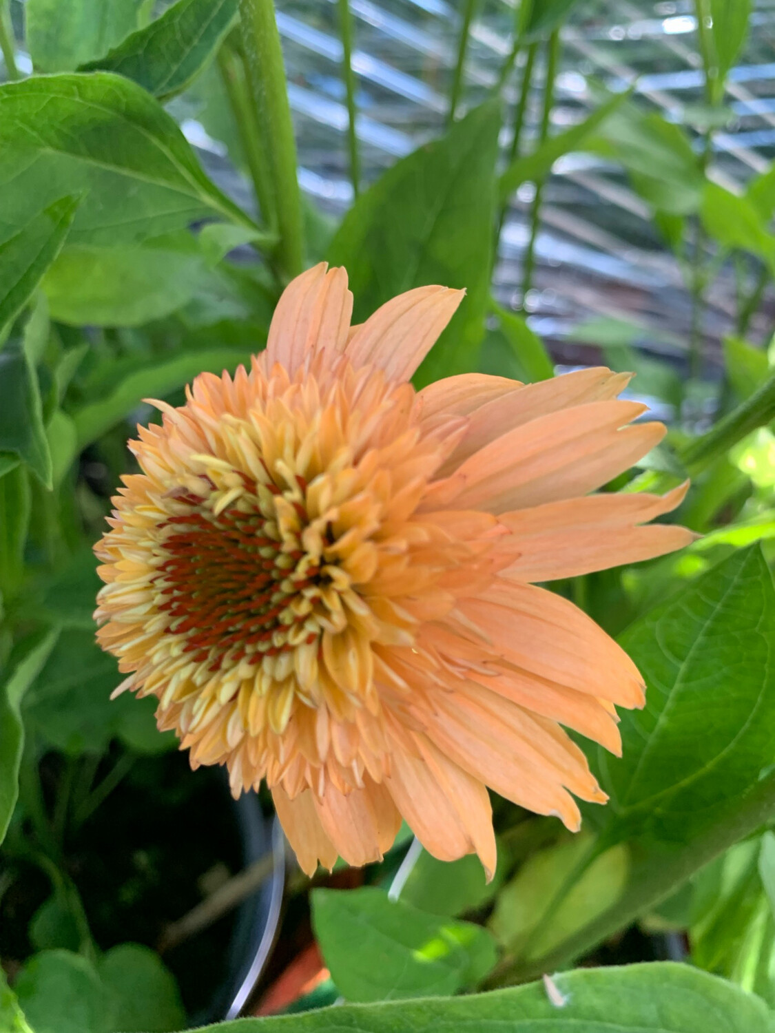 Echinacea purpurea &#39;Supreme Cataloupe&#39; - vaso 17