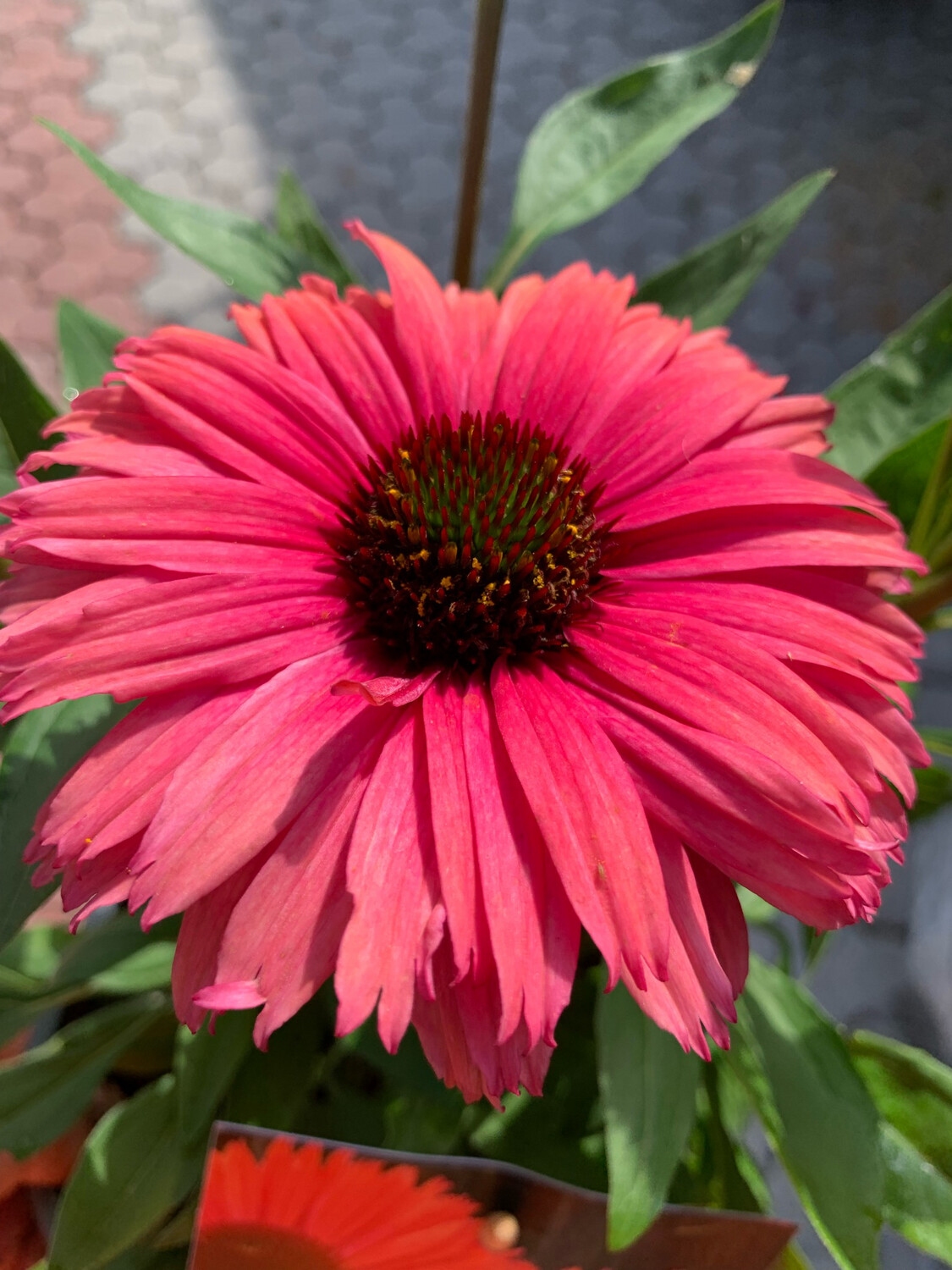 Echinacea purpurea &#39;Sunseeker Rainbow&#39; - vaso Ø 17cm