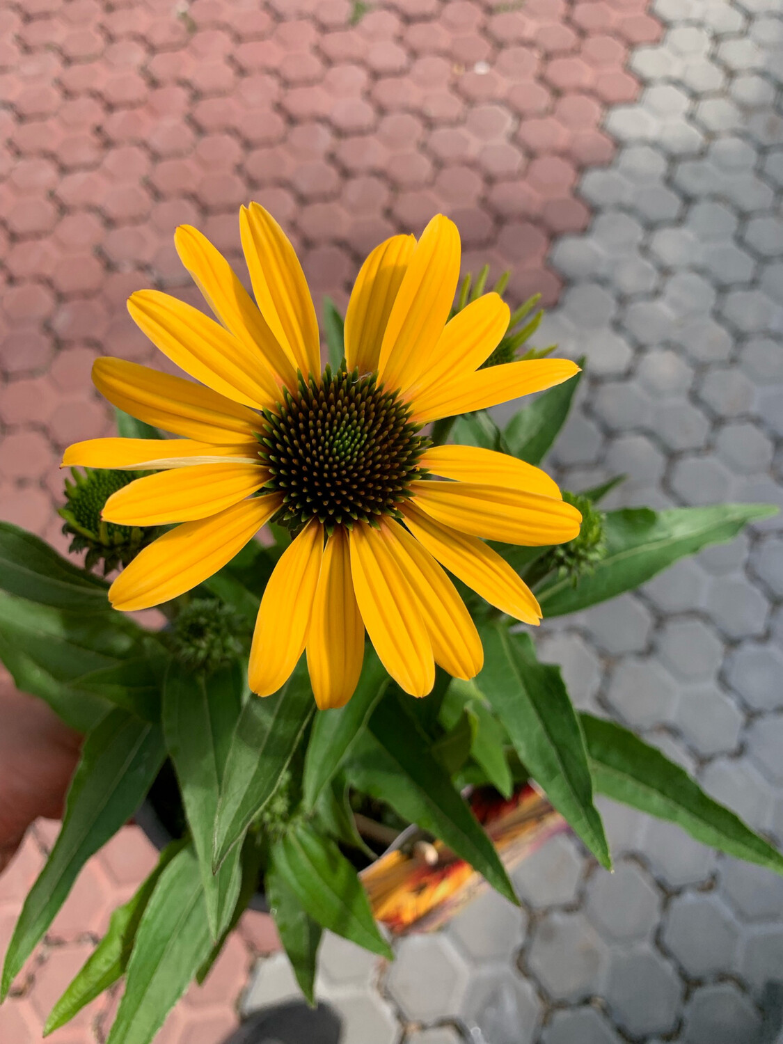 Echinacea purpurea 'Tequila Sunrise' - vaso Ø17 cm Echinacea purpurea 'Tequila Sunrise' - vaso Ø17 cm