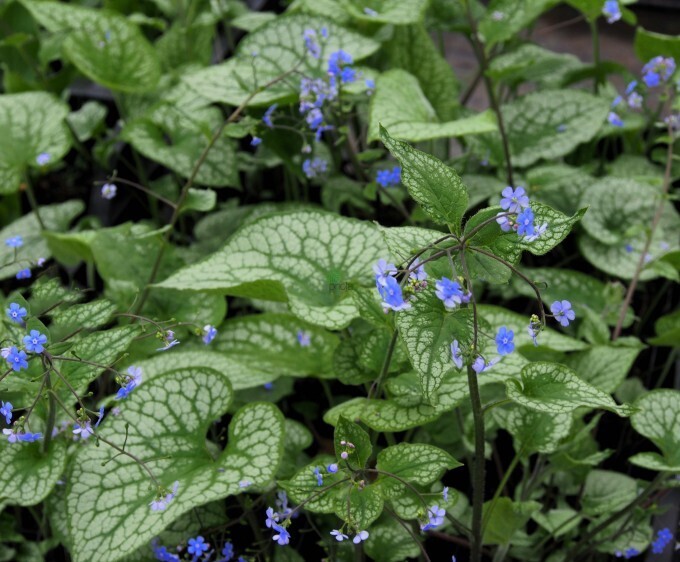 Brunnera macrophylla &#39; Alexander&#39;s Great &#39; - vaso 17 cm