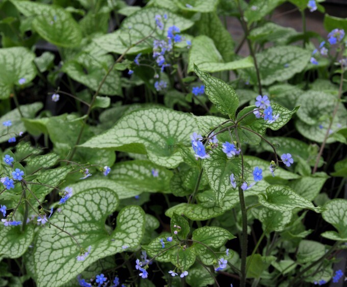 Brunnera macrophylla 'Jack Frost' - vaso Ø10 cm Brunnera macrophylla 'Jack Frost' - vaso Ø10 cm