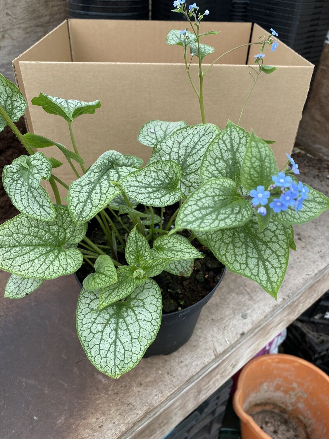 Brunnera macrophylla &#39; Jack Frost &#39; - vaso Ø18 cm
