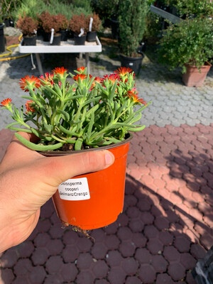 Delosperma cooperi, Delmara Orange vaso Ø14 cm