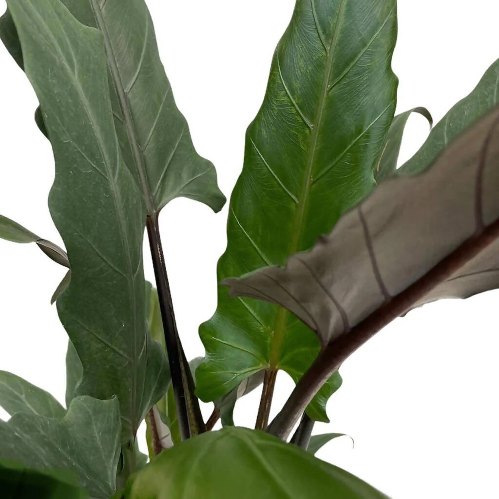 Alocasia lauterbachiana, Alocasia di Lauterbach - vaso Ø12 cm, h 35 cm