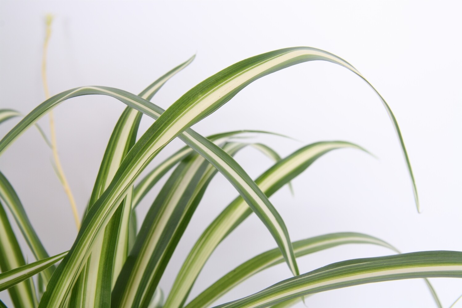 Chlorophytum Dictatum, Clorofito Variegato, Falangio, Nastrino, Pianta Ragno - ciotola Ø17 cm