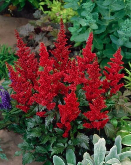 Astilbe &#39;Fanal&#39; - vaso Ø11 cm
