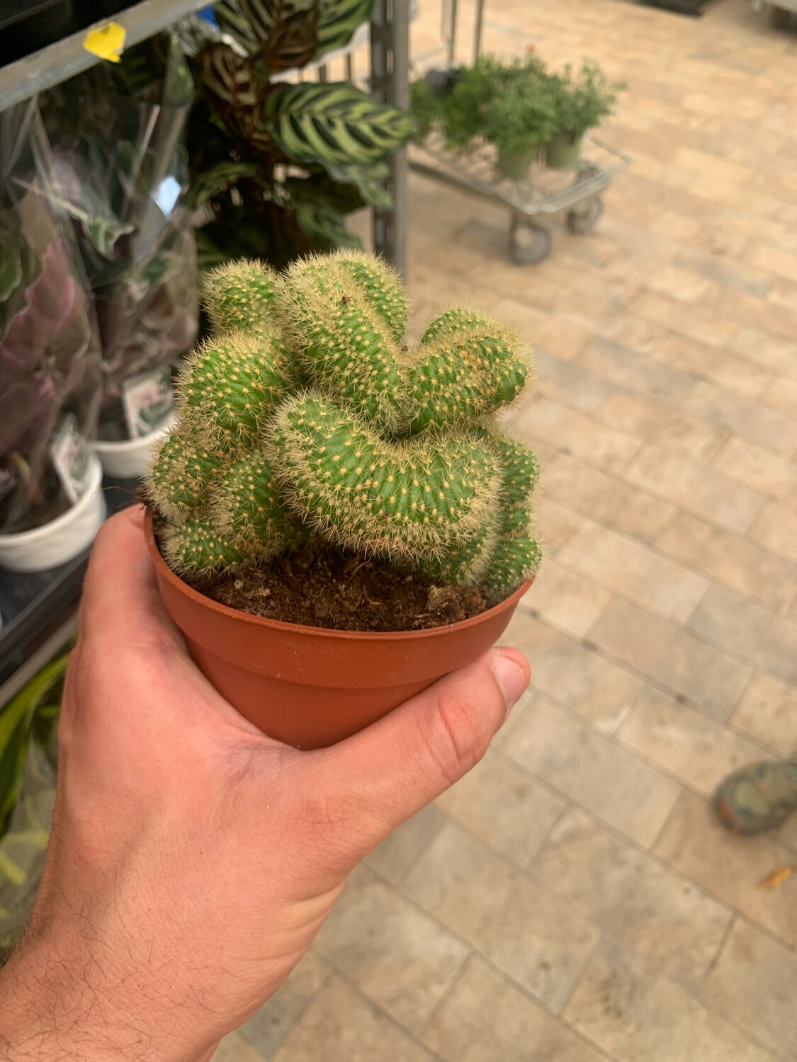 Hildewintera Aureispina &quot;Cristata&quot; - vaso Ø10 cm