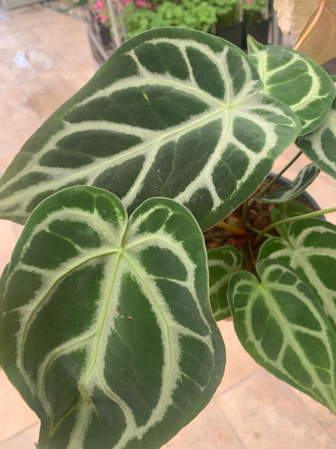 Anthurium chrystallinum, Anturium cristallino - vaso Ø12 cm