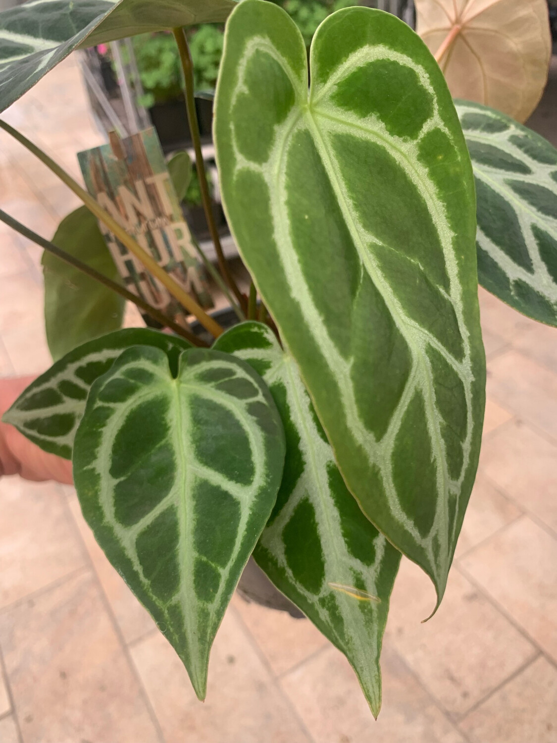 100 Pz Raro Fiore Anthurium Balcone Pianta In Vaso Anthurium Fiori Per DIY Si Dirigono Il Giardino Facile Da Coltie: 6