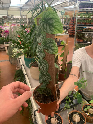 Monstera Dubia - vaso Ø14 cm