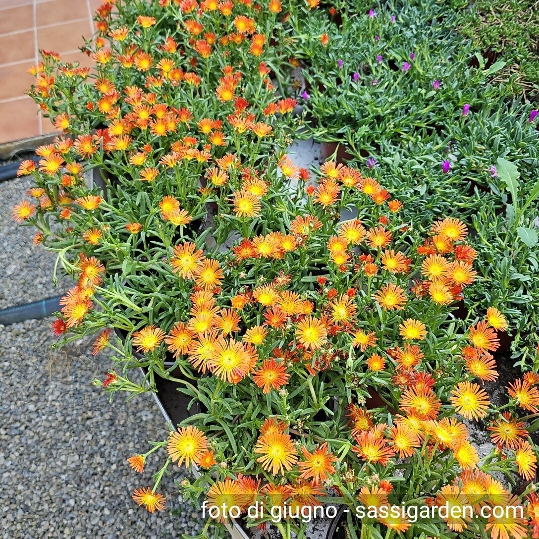Delosperma cooperi,  Delmara Orange vaso Ø14 cm
