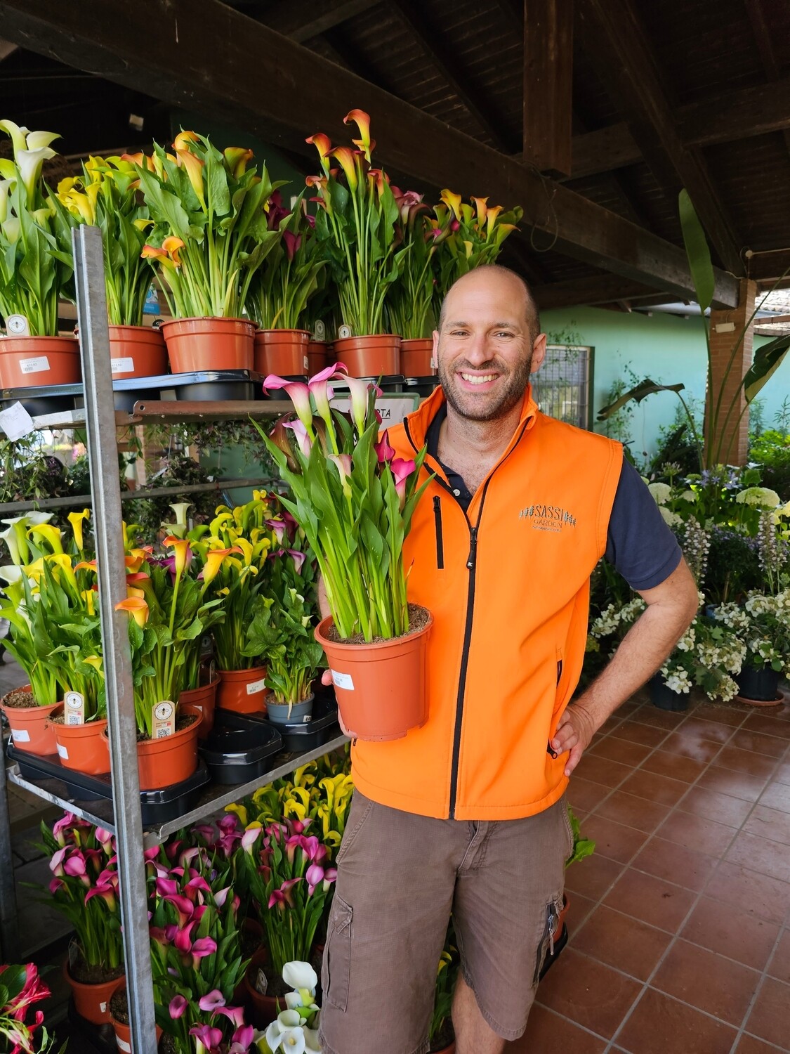 Calla, Zantedeschia aethiopica - vaso Ø15 cm